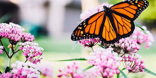 National World Butterfly Day