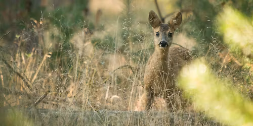 Buurserzand: ree\u00ebn spotten bij zonsondergang