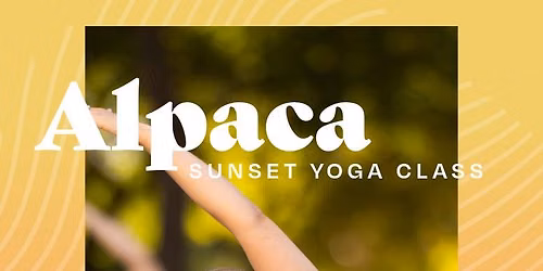 Alpaca Sunset Yoga Class