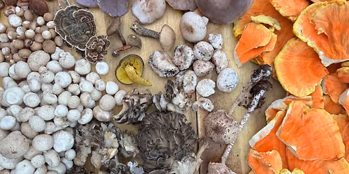 Foraging & Cooking with Wild Foods Class