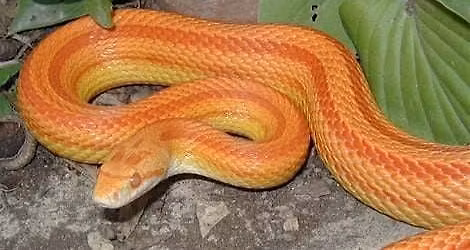 Accessible Adventures: Spotlight on Museum Animals - Snake Charmer