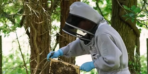 Beekeeping Experience, Wareham, Dorset