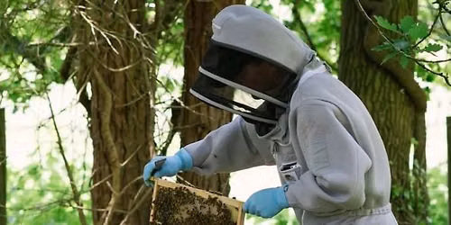 Beekeeping Experience, Wareham, Dorset