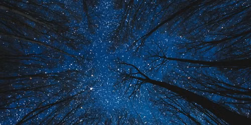 Night Sounds Hike at The Wilderness Station