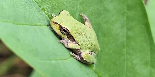 FrogWatch USA Training