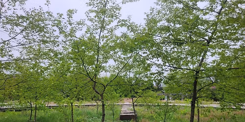 Spring Tree Walk: Trees of the NCL