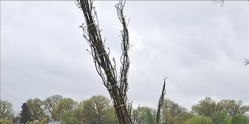 Celebrate Arbor Day early