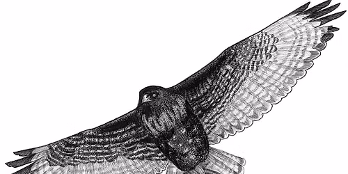 How to Draw Birds of Padilla Bay