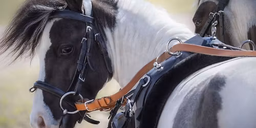 Flying Cross Ranch Miniature Horse Obstacle Clinic