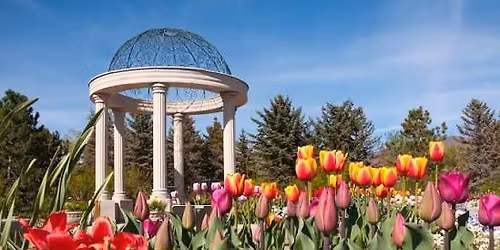 Tulip Festival at Ashton Gardens 
