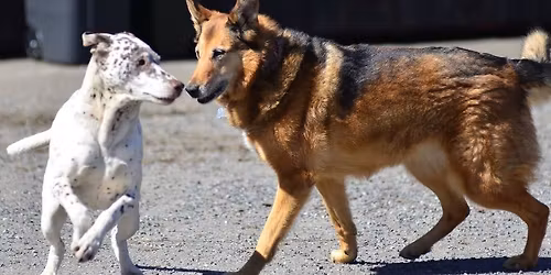 Språkseminar ~på tegnspråk~ med Lundqvist hundeskole og Ida Kensland. 