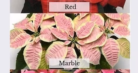 Summers FFA Annual Poinsettia Sale 2025