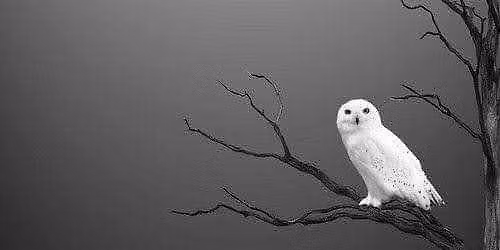 Minerval Initiations at Golden Lotus