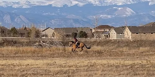 Developing a Functional Sport Horse
