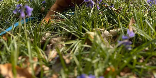 Staffie and Stray Rehoming Parade