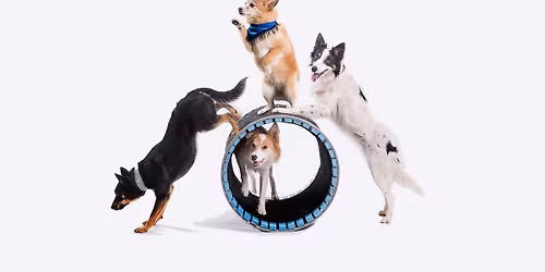 Mutts Gone Nuts