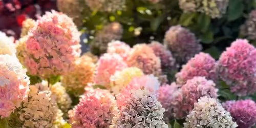 Hydrangea Gardening 101 Workshop (September)