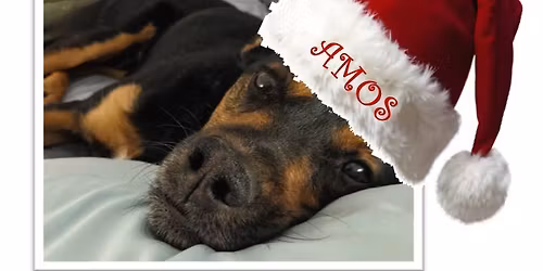 High Country Humane Monthly Adoption Event