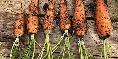 Grow your own food from seed - Pest damage prevention.