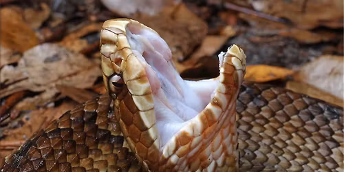 Level 1 Venomous Handling Certification Course - Jacksonville, FL