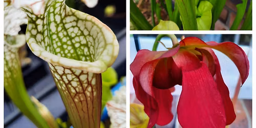 Carniflores @ The Titirangi Village Market 