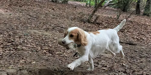 NEW beginners fun gundog pay-as-you-go class