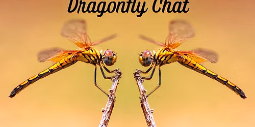 Dragonfly Chat