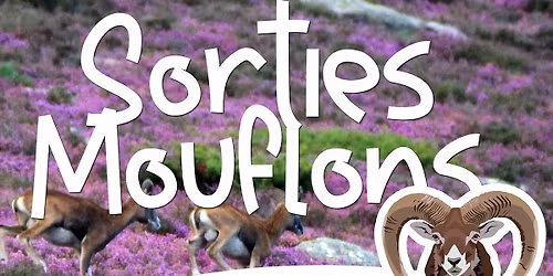 Sortie mouflons
