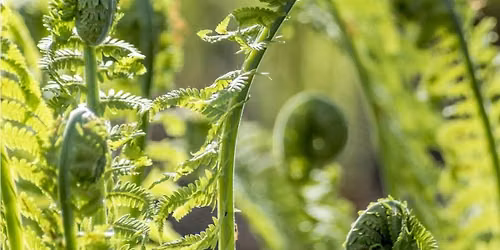 Coming Home: Nourishing yoga and nature retreat for women