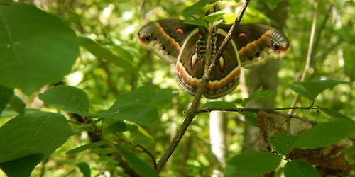 Butterflies of the Night with Maurice Bottos