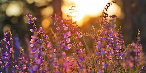 Summer New Moon Candlelit Yoga and Soundbath
