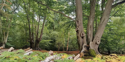 A summer trail between Epping and Chingford  - Epping Forest Guided Walk