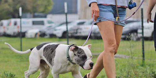 The Leash Manners Workshop