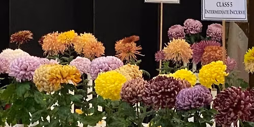 Sacramento Chrysanthemum Show - 78th Annual