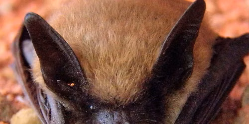 Bat Watch
