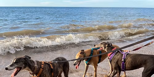 June Greyhound Walk