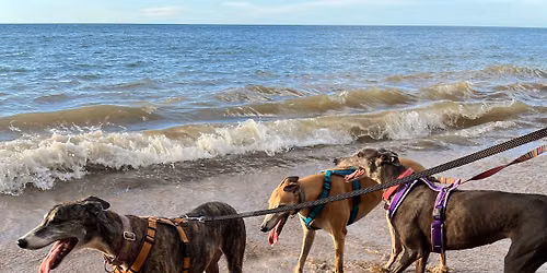 June Greyhound Walk