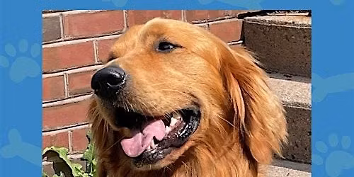 Read to Chewie the Therapy Dog