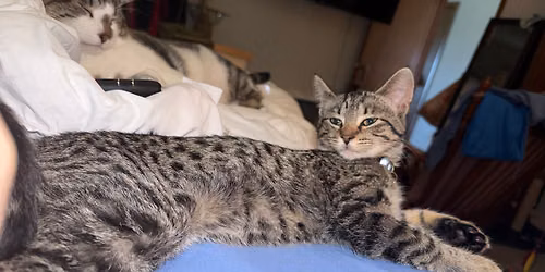 Snuggle and Socialize Kittens Day
