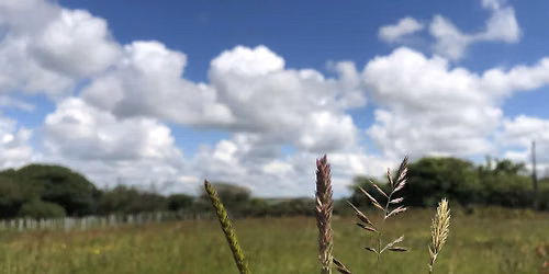 Grasses (ERCCIS Workshop)