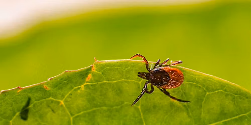 Tick Talk: Let's Talk Ticks