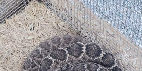 Rattlesnake Avoidance Training in Texarkana!
