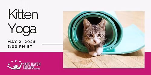 Kitten Yoga at SAFE HAVEN for Cats
