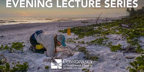 From Nest to Sea, a Sea Turtle\u2019s Journey