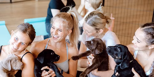 Pop-Up Puppy Yoga Labradors from Loving Loyal Labs