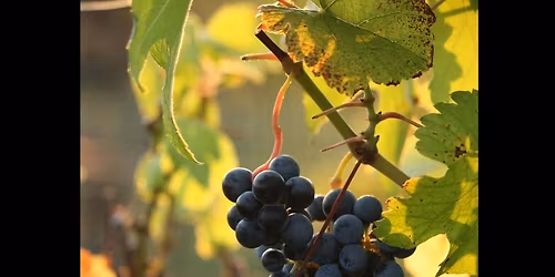Stars over the Vineyard: An American Supper