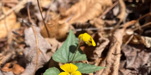 Edible and Medicinal Foods