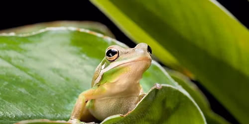AWE Talk-Frogs & Toads: Canaries in our Wetlands