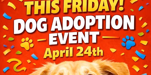 Kenton County Animal Services x Hollywood Feed Pet Adoption