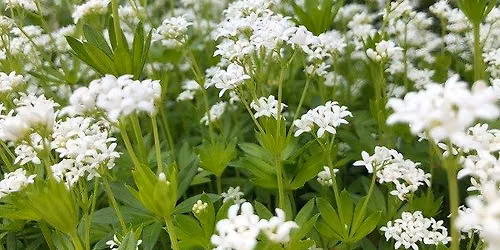 Nottingham Wild Food Foraging Walk\/Course